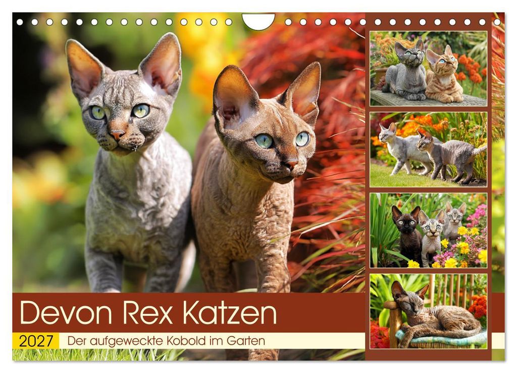 Devon Rex Katzen. Der aufgeweckte Kobold im Garten (Wandkalender 2027 DIN A4 quer), CALVENDO Monatskalender