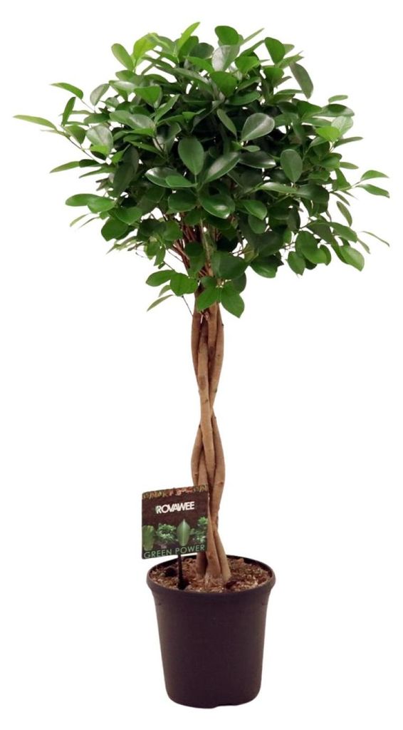 Ficus Microcarpa Moclame - 100-110cm - Ø23cm - Roślina Zdjęcie produktu 