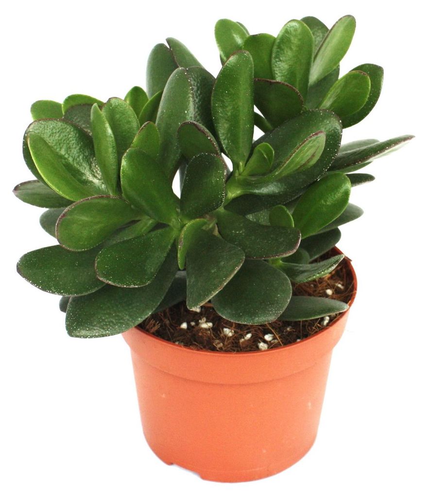 Crassula portulacea - Geldbaum - große Pflanze im 12cm Topf Produktbild 