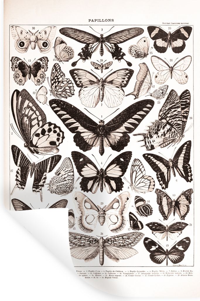 MuchoWow Wandtattoo Wandsticker Wandaufkleber Schmetterling - Insekten - Tiere 80x120 cm Selbstklebend und Repositionierbar - Repositionierbar - ...