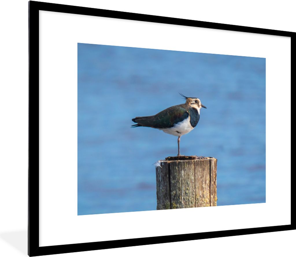 MuchoWow Gerahmtes Poster Vogel - Tiere - Pfahl - Blau - Kiebitz 80x60 cm - Poster mit Schwarzem Bilderrahmen Wandposter Rahmen Foto Bilder - Sch...