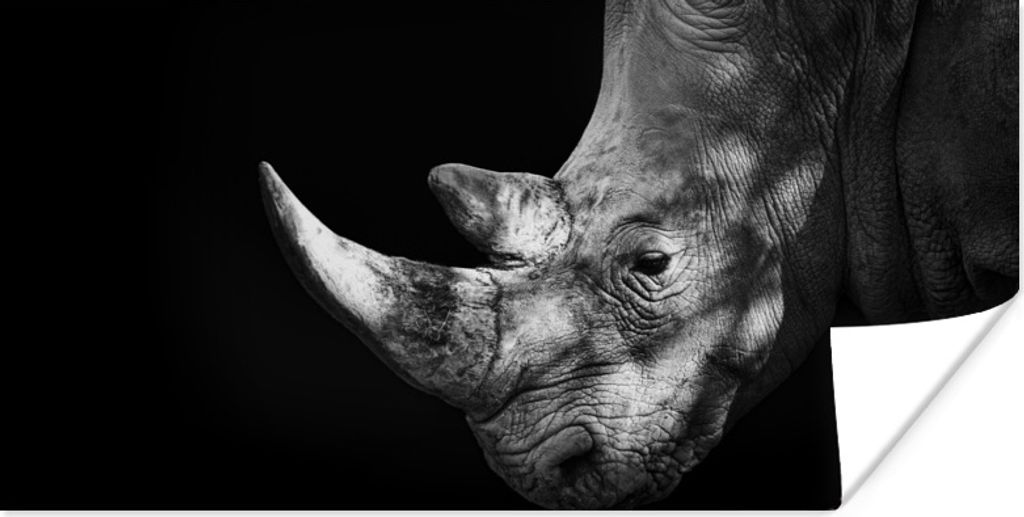 MuchoWow Poster Rhinozeros auf schwarzem Hintergrund 80x40 cm - Wanddeko