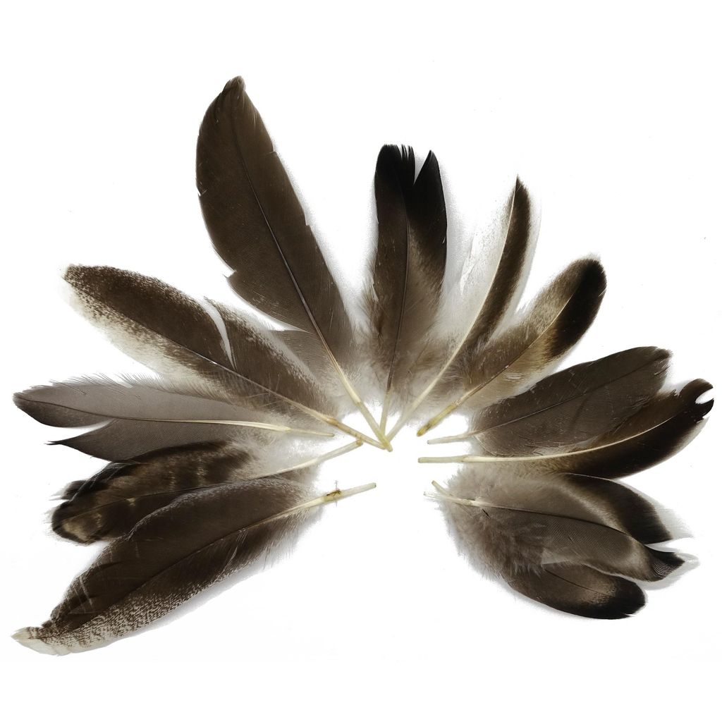 Federn zum Basteln und Schmücken (5-10cm / 10-12 Stück) / Grau-Braun-Weiß