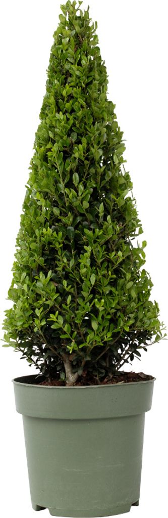 Cezmína vrúbkovaná - Ilex crenata 'Jenny' - Výška 55-65cm - Obrázok produktu