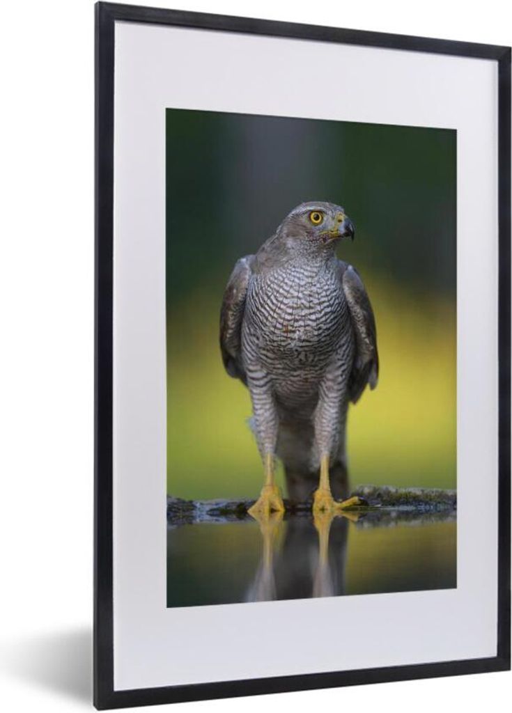 MuchoWow MuchoWow Gerahmtes Poster Falke - Vogeltränke - Wasser 40x60 cm - Poster mit zchwarzem Bilderrahmen - Poster in Rahmen
