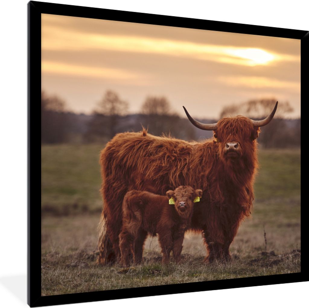 MuchoWow Gerahmtes Poster Schottische Highlander - Tiere - Landschaft - Sonnenuntergang - Kuh 40x40 cm - Poster mit Schwarzem Bilderrahmen Wandpo...