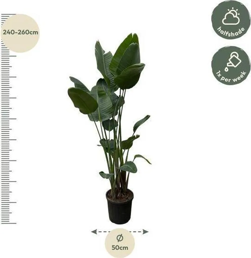 Strelitzia Nicolai 250 cm oiseau de paradis blanc XXL pot de 50 cm