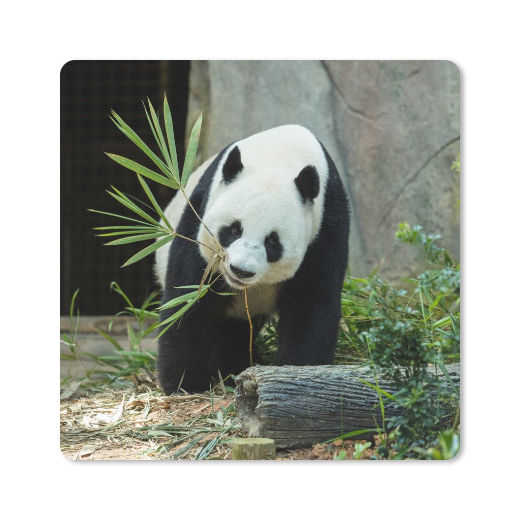 MuchoWow Mauspad Mousepad Panda - Baumstamm - Höhle 20x20 cm - Mousepads - Maus Mat - Pad - Mausunterlage - Desk Mat - Bureauartikeln