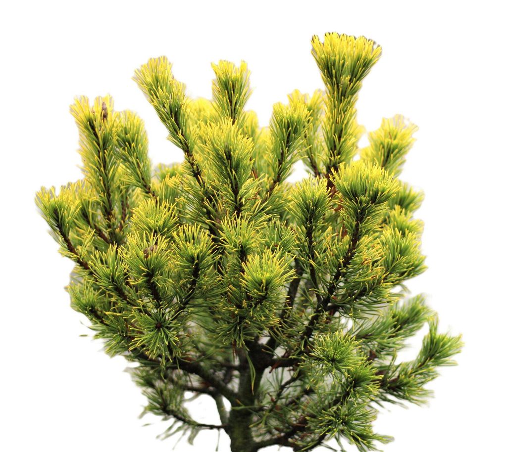 Pin de montagne Pinus Mugo Carsten`s Wintergold haute tige Image du produit 
