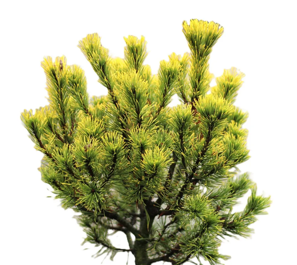 Pinus Mugo Wintergold doré Pin de montagne rustique tige 40-60 cm
