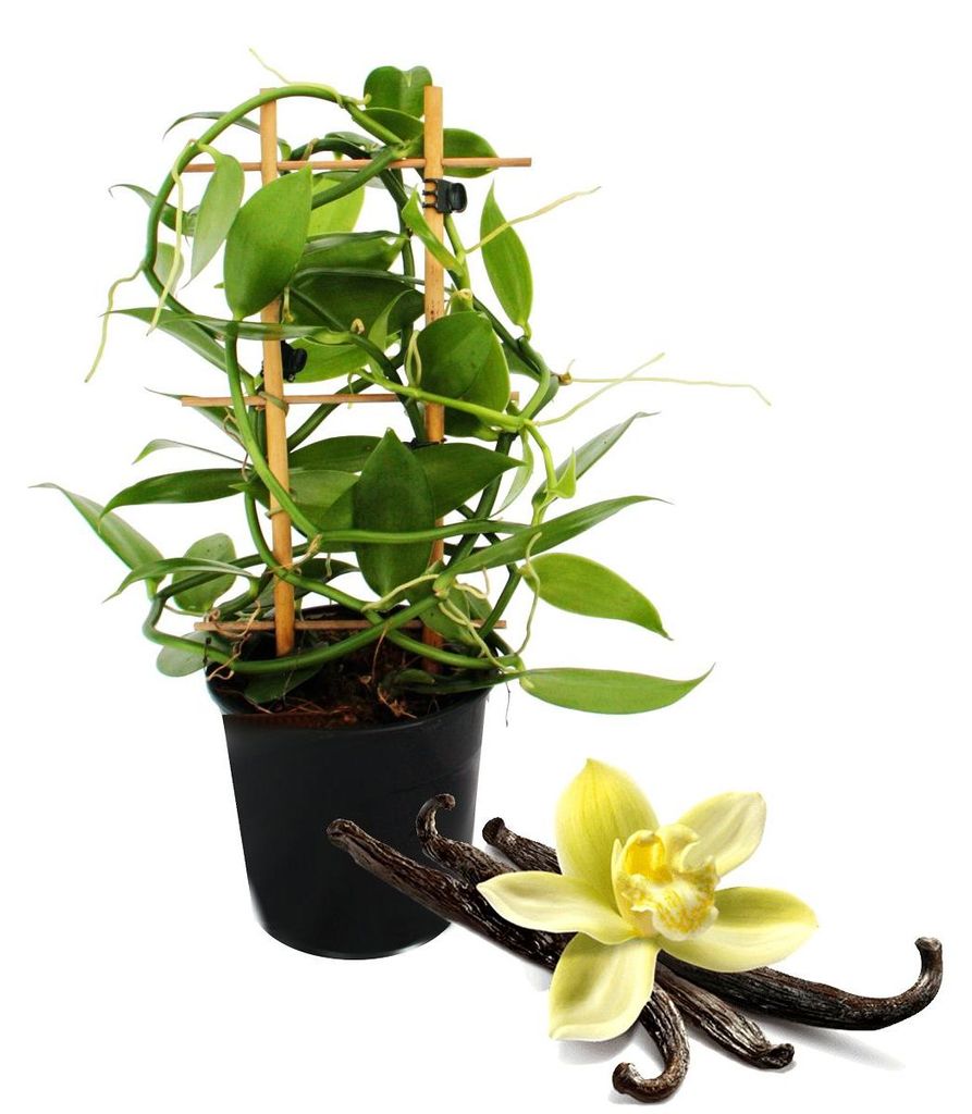 Echte Vanille Pflanze am Spalier, Vanilla planifolia - Produktbild 