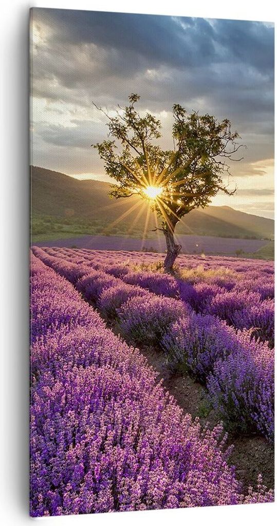 Bild auf Leinwand - Leinwandbild - Lavendel Berge Feld - 65x120cm - Wand Bild - Wanddeko - Leinwanddruck - Bilder - Kunstdruck - Wanddekoration - L...
