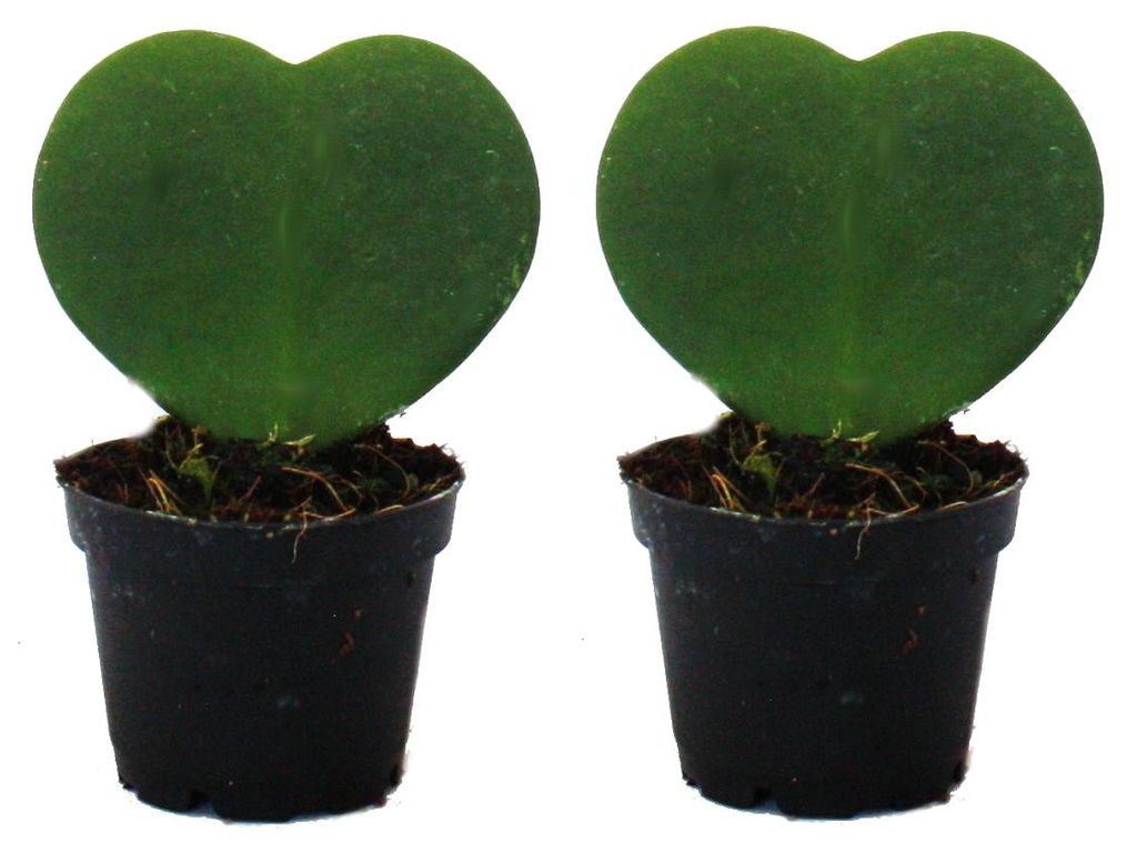 Set mit 2 Pflanzen Hoya kerii - Herzblatt-Pflanze, Produktbild 