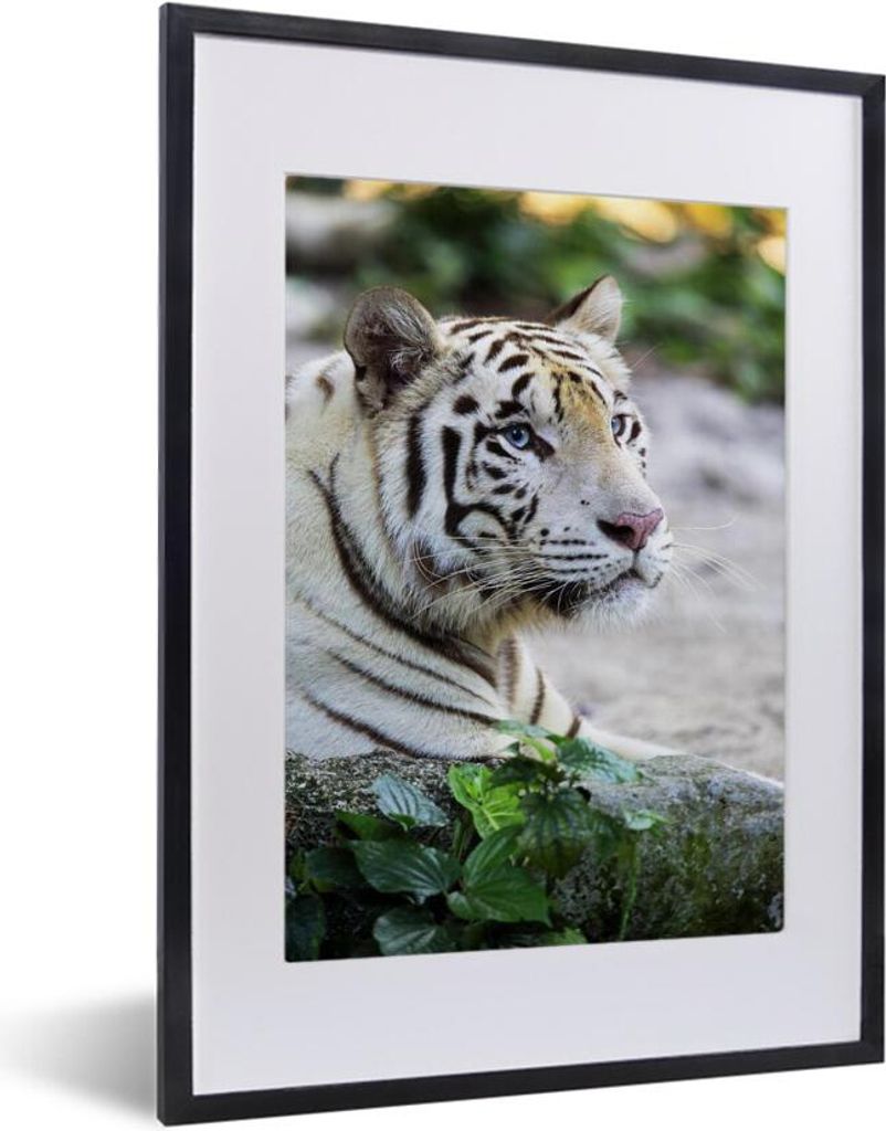 MuchoWow MuchoWow Gerahmtes Poster Tiger - Weiß - Sand 30x40 cm - Poster mit zchwarzem Bilderrahmen - Wandposter Schlafzimmer