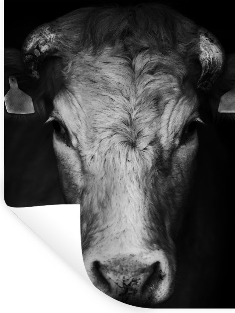 MuchoWow Wandtattoo Wandsticker Wandaufkleber Tiere - Kuh - Schwarz - Weiß - Kuhkopf 120x160 cm Selbstklebend und Repositionierbar - Wierderverw...