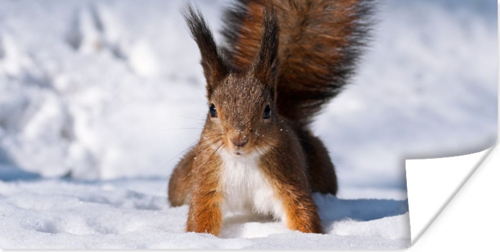 MuchoWow Poster Eichhörnchen - Nagetier - Schnee - Winter 160x80 cm - Foto Poster