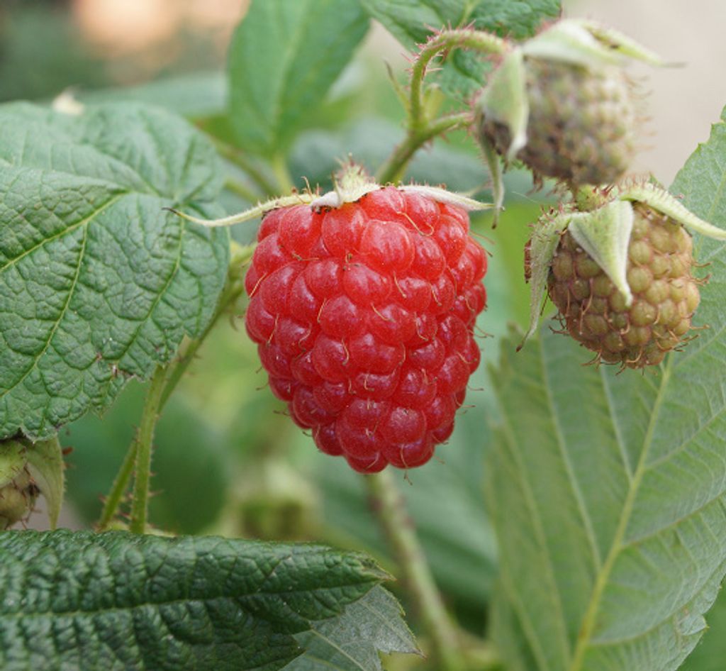 Himbeere `Autumn Bliss ́ (Blissy) - herbsttragende Himbeersorte im Topf, ca. 40-60cm