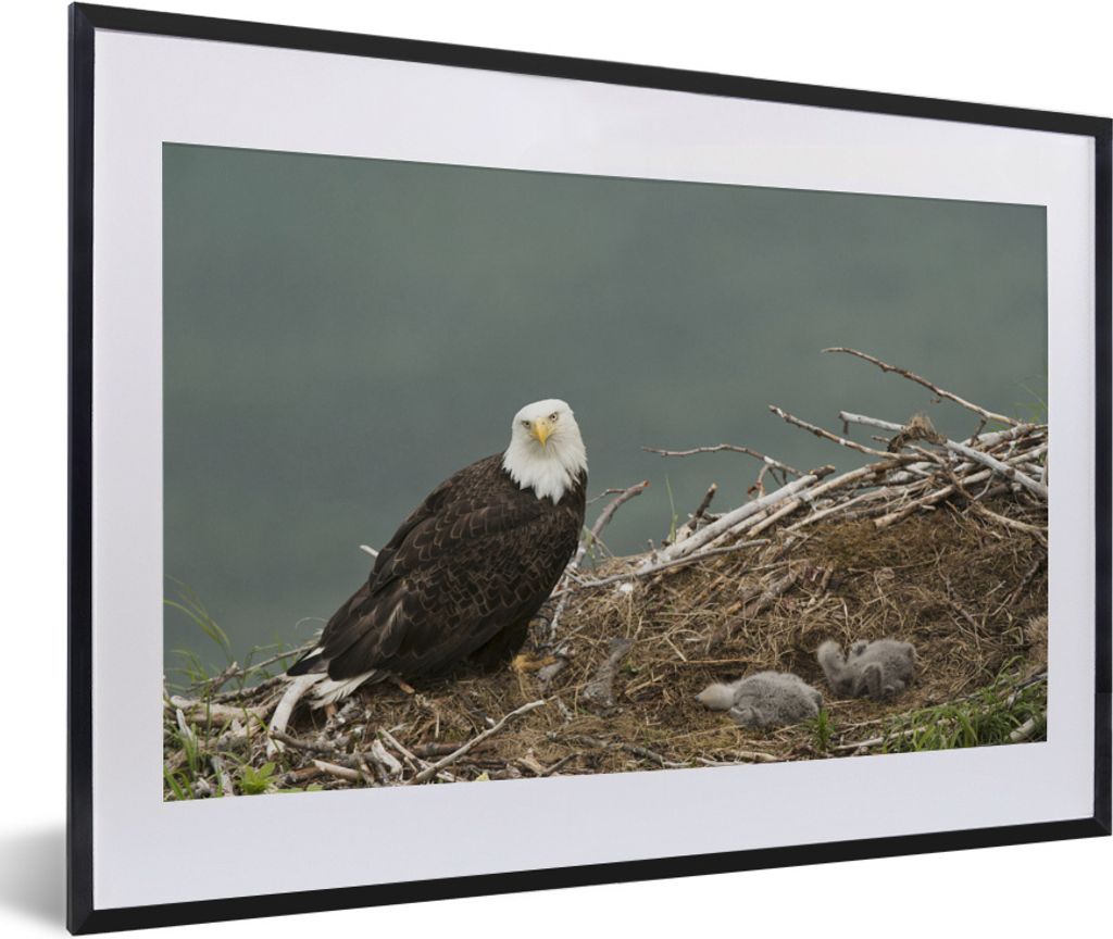 MuchoWow MuchoWow Gerahmtes Poster Ein Weißkopfseeadler mit einem Kükenpaar im Nest 60x40 cm - Poster mit zchwarzem Bilderrahmen - Schlafzimm...