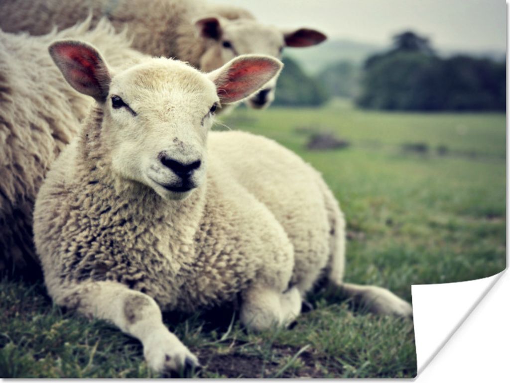 MuchoWow Poster Schaf - Lamm - Gras 160x120 cm - Foto Plakat