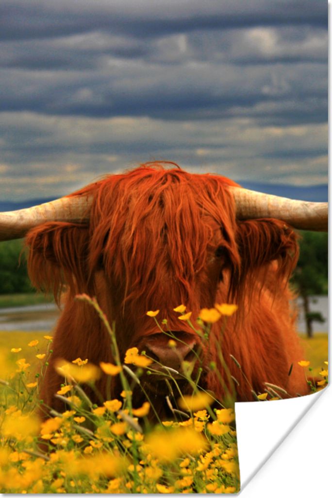 MuchoWow Poster Schottischer Highlander - Tiere - Blumen 120x180 cm - Kunstposter