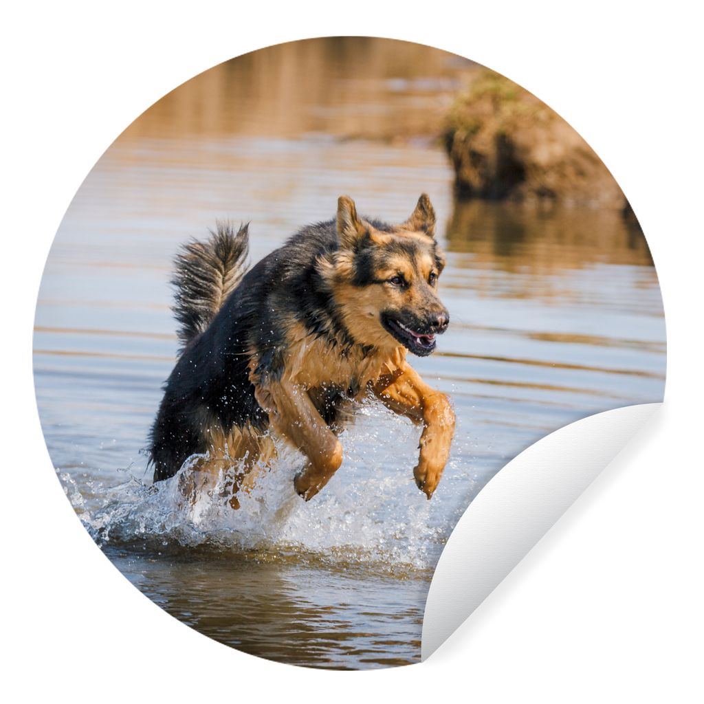 MuchoWow Runde Wandtattoo - Wandsticker Tapete Aufkleber Ein Deutscher Schäferhund spielt im Wasser Ø 100 cm Selbstklebend und Repositionierbar...