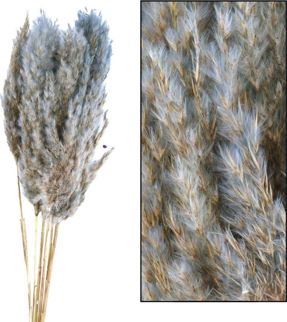 Dijk Schilf Feder grau 84 x 10 x 6 cm