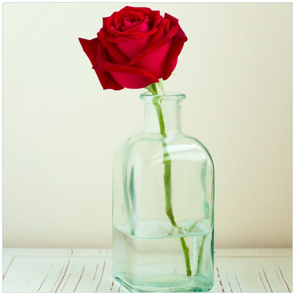 Wallario Sticker / Aufkleber für Kühlschrank / Geschirrspüler / Küchenschränke, selbstklebende Folie - 60 x 60 cm, Motiv: Rote Rose in Glasvase