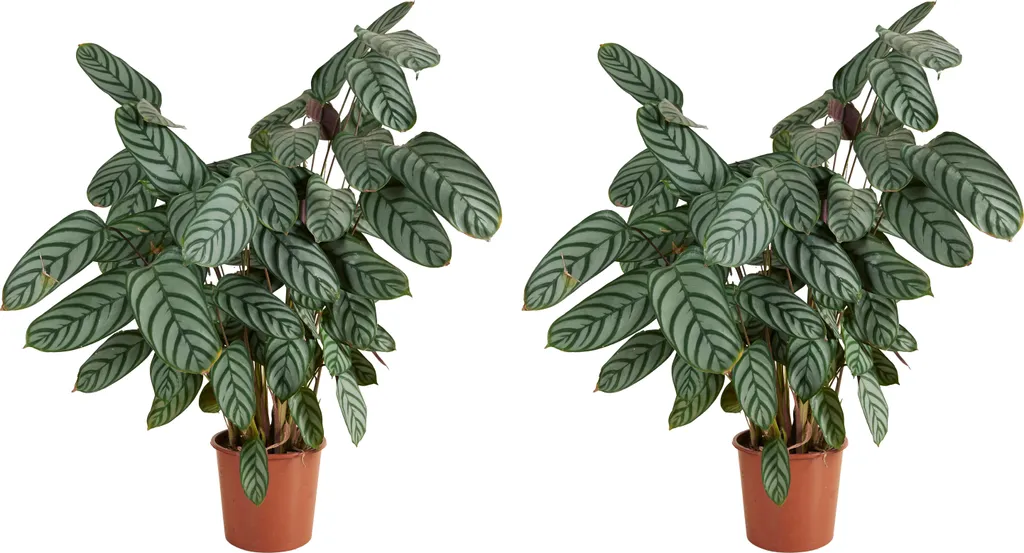 Bloomique Lot de 2 Calathea Compactstar - Plante Paon 60-70cm Pot 17cm