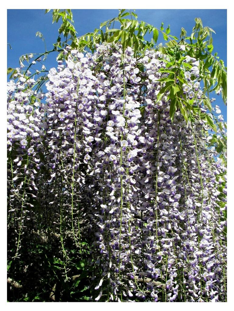 Japanischer Blauregen Wisteria floribunda Pflanze 25-30 cm