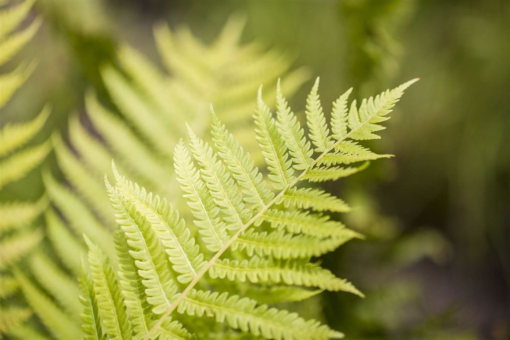 Dryopteris affinis, 2 Liter Container, winterhart