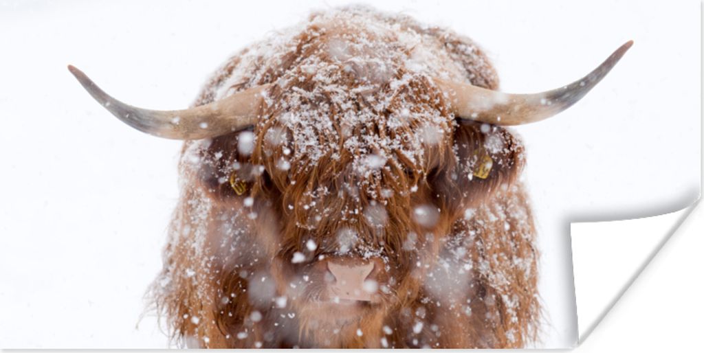 MuchoWow Poster Schottischer Highlander - Hörner - Schnee 150x75 cm - ohne Rahmen