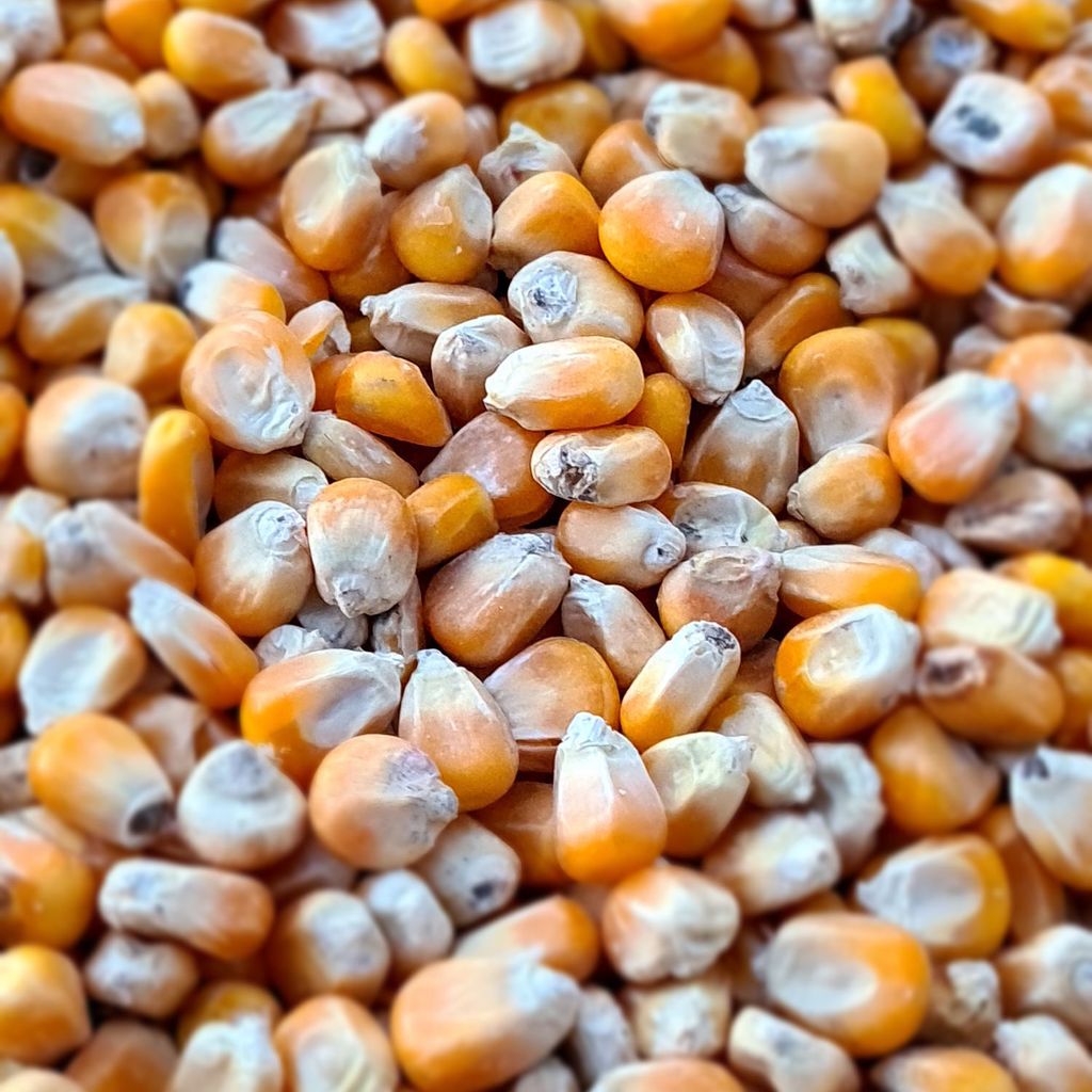 Futtermais 25 Kg Sack - Hochwertiges Getreide Für Wild & Geflügel