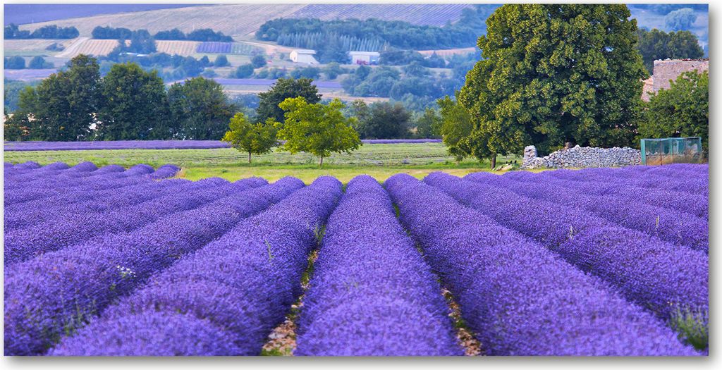 Tulup Glas-Bild - 100x50 -Wandkunst - Wandbild hinter gehärtetem Sicherheitsglas - Landschaften - Lavendelfeld - Lila