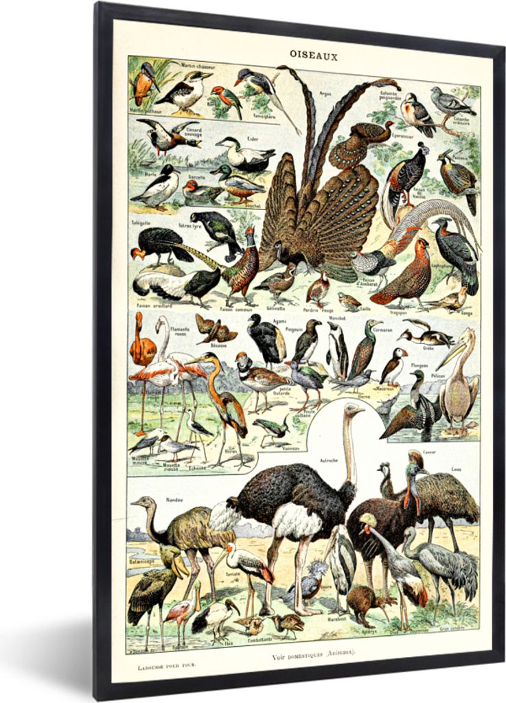 MuchoWow Gerahmtes Poster Vogel - Natur - Tiere - Vintage - Kunstwerk 40x60 cm - Poster mit Schwarzem Bilderrahmen Wandposter Rahmen Foto Bilder ...