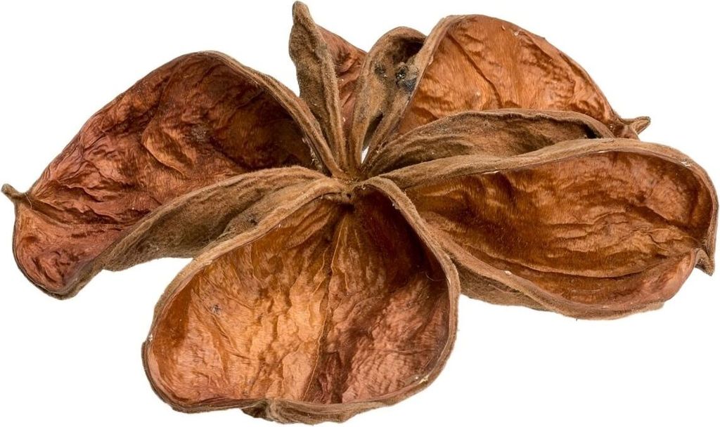 Landlotus Natur, Größe ca. 5-10cm | Sterculia urens Produktbild 