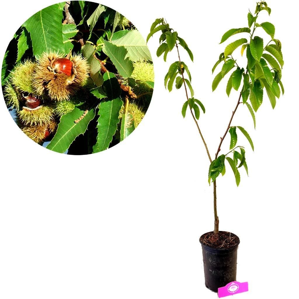 A young chestnut tree in a pot, with a close-up inset of chestnuts on a branch.