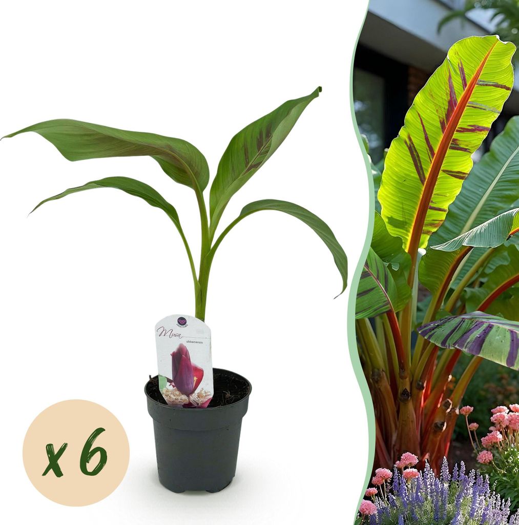 GreenboutiQ - Obstpflanze - Bananenpflanze - Musa Produktbild 