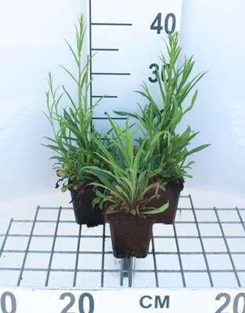 6 x Campanula pers. 'Telham Beauty' - Bergminze - Topf 9 x 9 cm