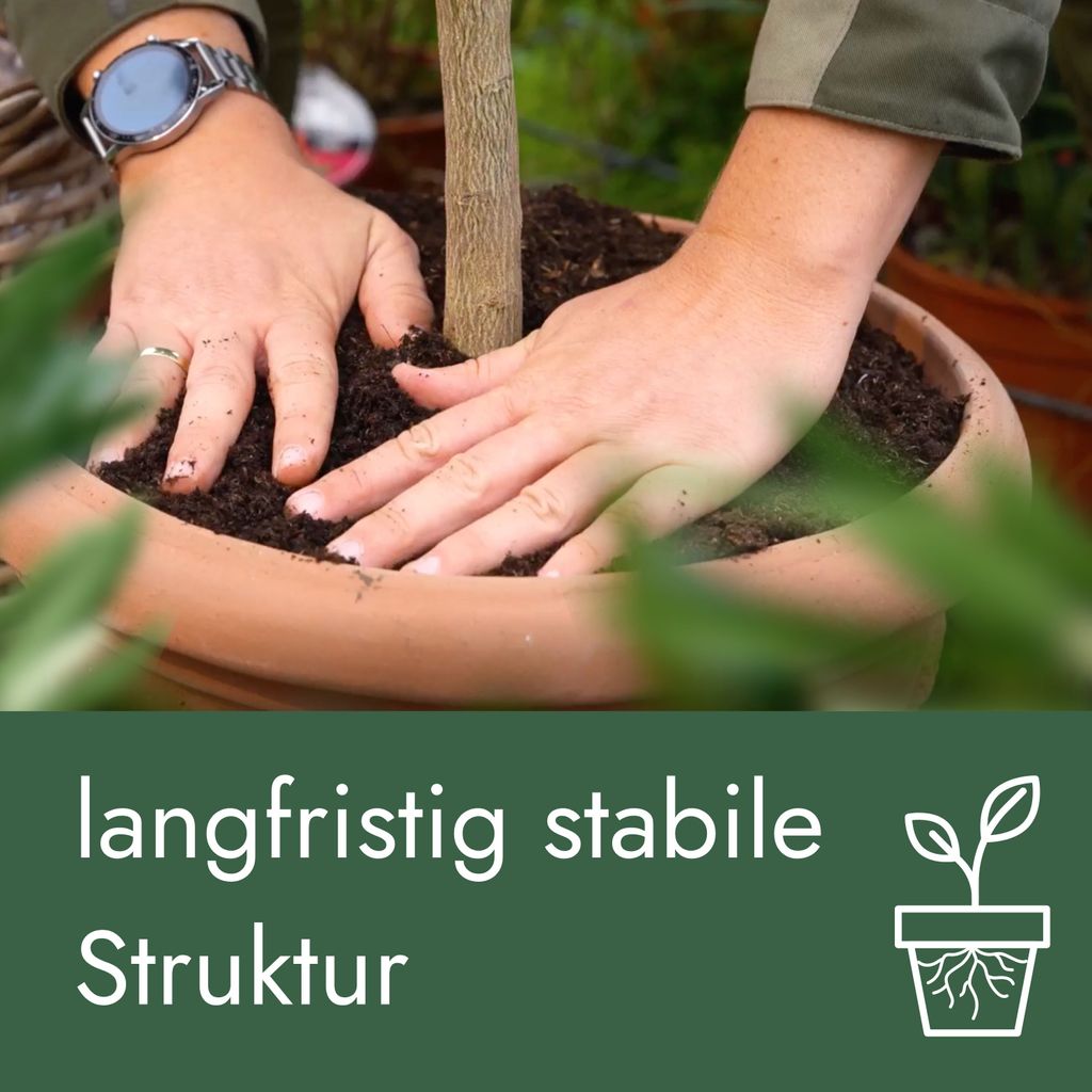 smaragd thuja wachstum pro jahr Purgrün Thuja-Smaragd-Dünger 1 kg