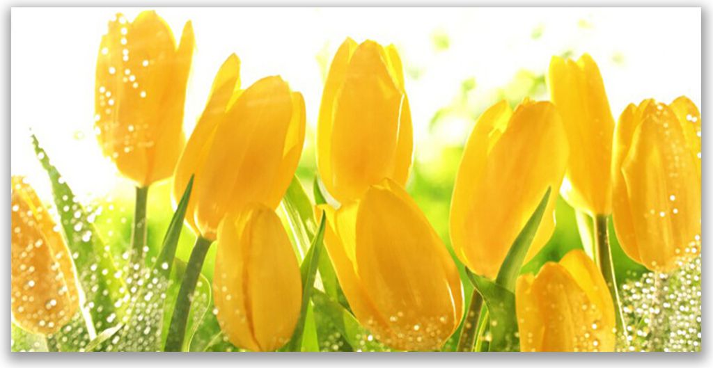 Tulup Leinwand-Bilder 140x70 Wandbild Canvas Kunstdruck Tulpen Pflanzen