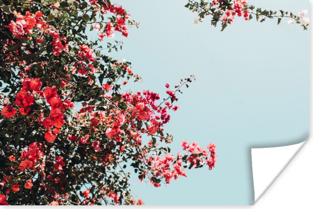 MuchoWow Poster Blumen - Luft - Rosa 30x20 cm - Plakate - Print