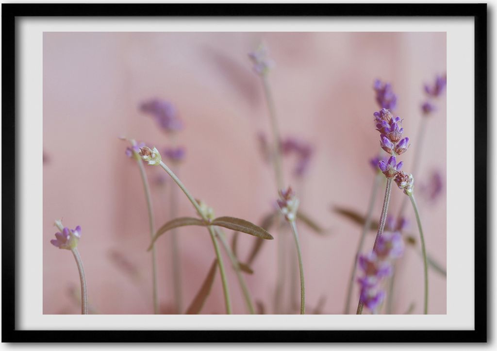 Bild - Bilderrahmen - 100 cm x 70 cm - MDF - Rahmen - Foto - Wandkunst Lavendel