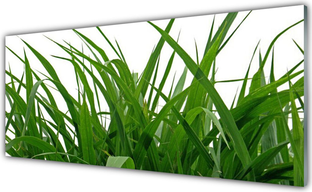 Acrylglasbilder 125x50 Wandbild Druck Gras Natur