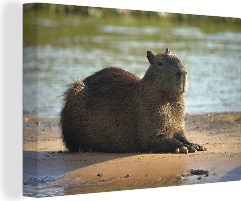 OneMillionCanvasses - Leinwandbilder - 140x90 cm, Am Wasser liegendes Wasserschwein, Wandbilder Kunstdruck Wanddekoration