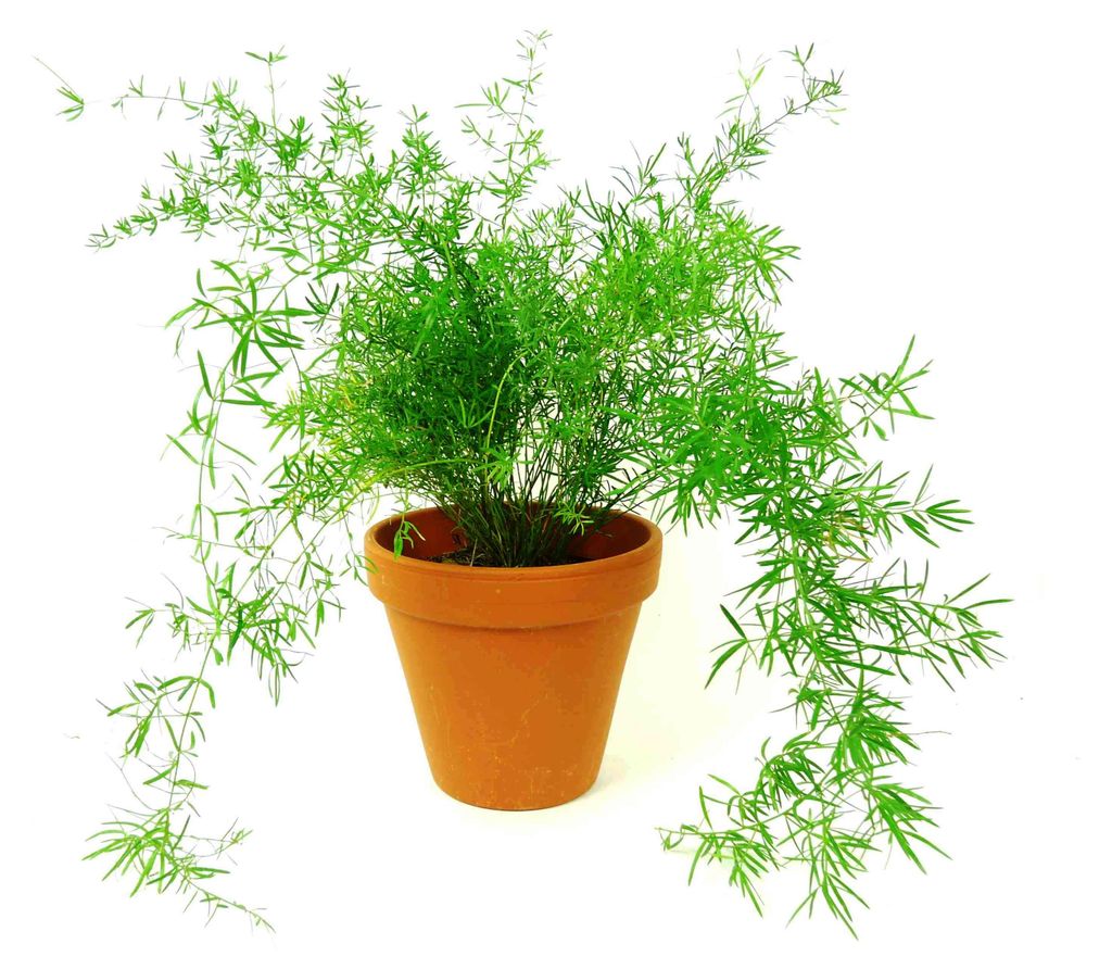 Gardners Asparagus densiflorus sprengeri, průměr 12 cm Obrázek produktu 