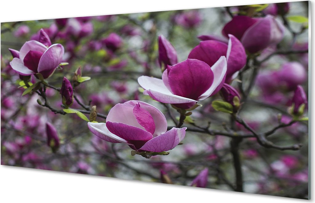 Glasbilder 100x50 Wandkunst lila Magnolie
