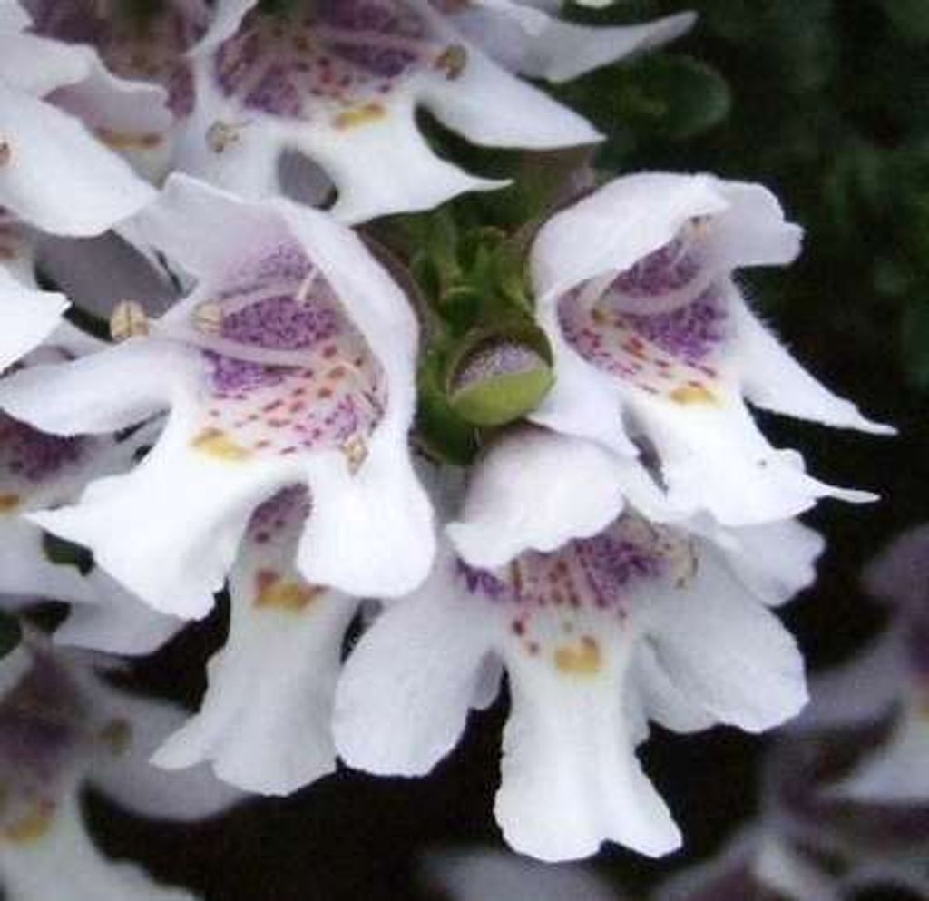 Prostanthera cuneata - Gebirgsbuschminze 20- 25 cm - Container