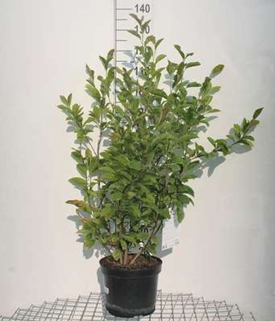 Magnolia hybr. 'George Henry Kern' - Tulpen Magnolie 60- 80 cm - Container