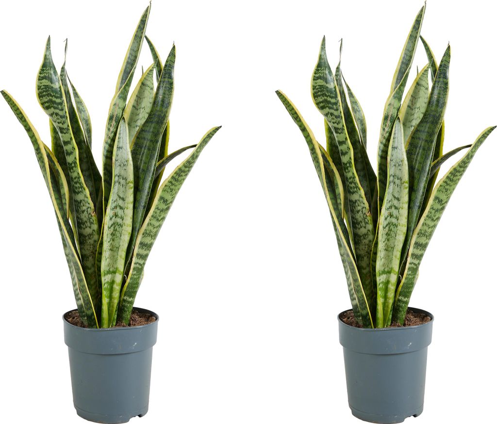 Bloomique - 2er Set - Sansevieria Laurentii - Bogenhanf - Sukkulenten - Zimmerpflanzen - Sehr Pflegeleicht - Höhe 30-40 cm - Topf 12 cm