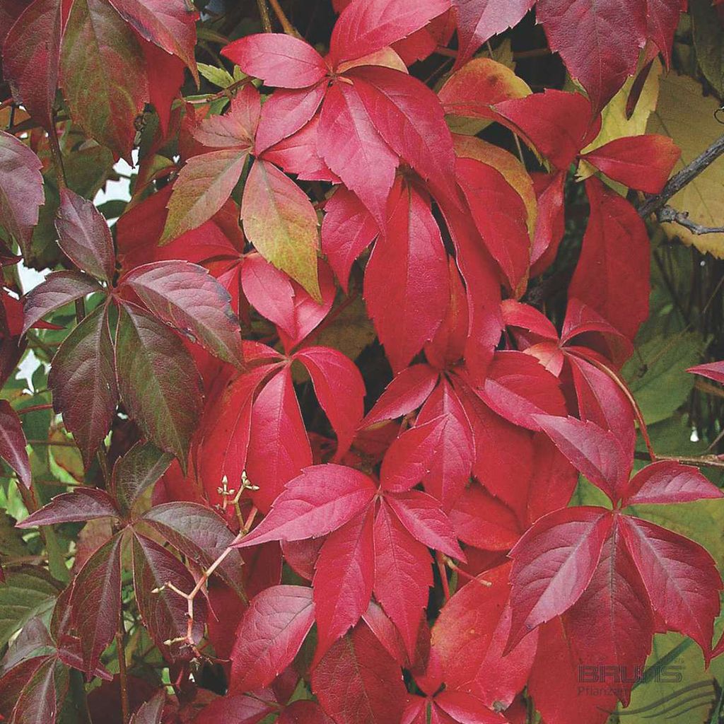 2 x Wilder Wein - Parthenocissus quinquefolia 'Engelmannii' | 50-60 cm in Container